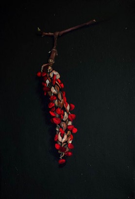 Magnolia fruit, 2015