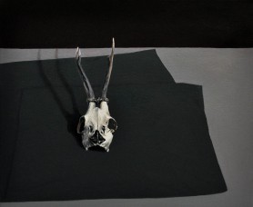 Fawn's skull, 2014