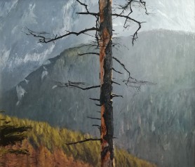 A single spruce, 2020