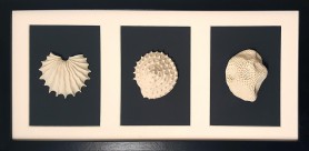 3 Seashells, 2020
