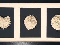 3 Seashells, 2020
