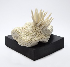 Reef and anemone, 2020