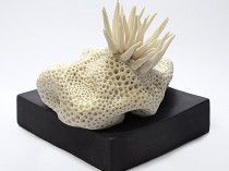 Reef and anemone, 2020