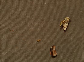 A moth and shells, 2016