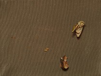 A moth and shells, 2016