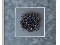 Black chrysanthemum, 2020