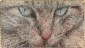 Stringart Niebieskooki kot, 2021