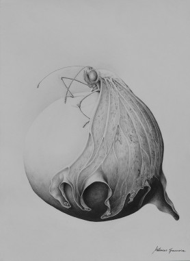 Planet butterfly, 2018