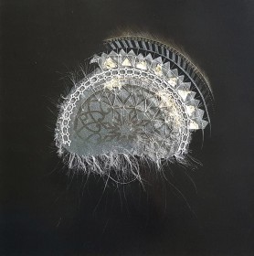 Rosettes: Lute, 2019