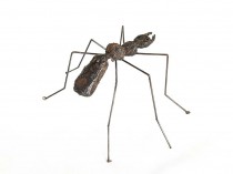 Ant IX, 2021