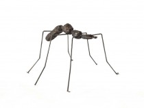 Ant VIII, 2021