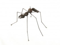 Ant VII, 2021