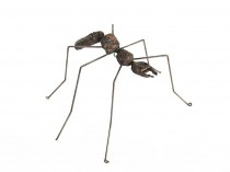 Ant VI, 2021