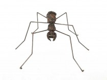 Ant V, 2021