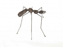 Mrówka IV, 2021