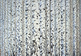 Birches, 2003