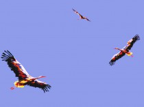 Storks, 2021