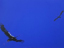 Storks, 2016