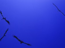Storks, 2016