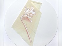 Daffodil, 1982