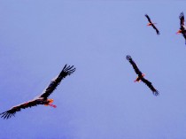The storks, 2021