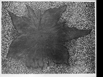 Sun flower, 1996